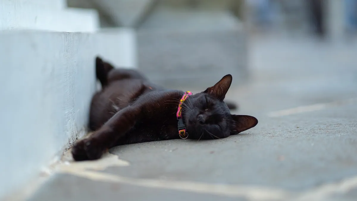 Are Flea Collars Toxic to Cats? Safety Guide
