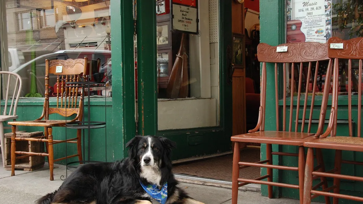 Flea and Worm Prevention for Dogs With Seizures