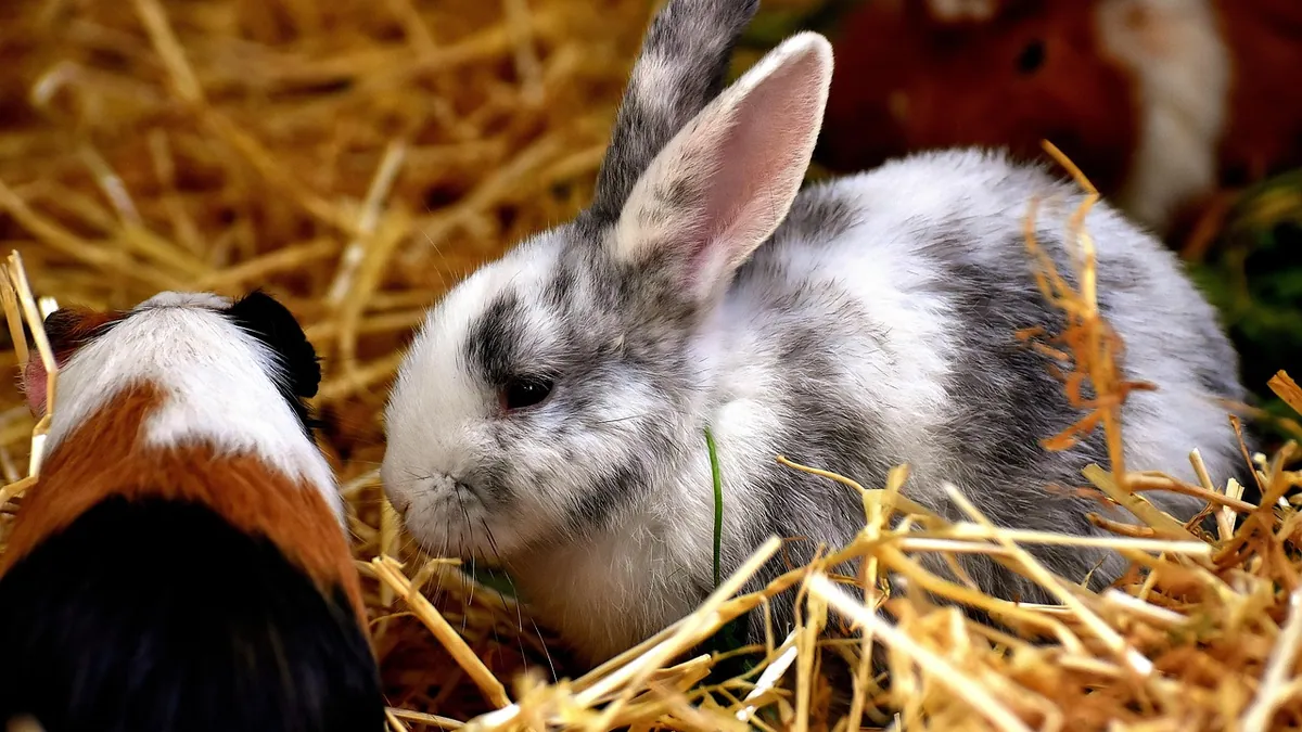 Fleas on Rabbits and Guinea Pigs: Signs and Treatment
