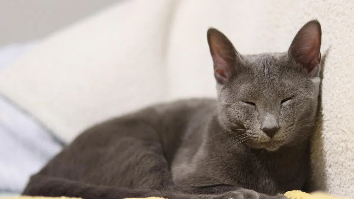 Fluoxetine for Cats: Side Effects and Behavior Changes