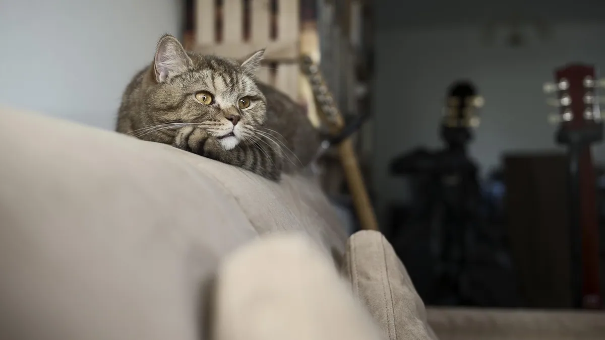Fluoxetine and Levetiracetam Dosing for Cats