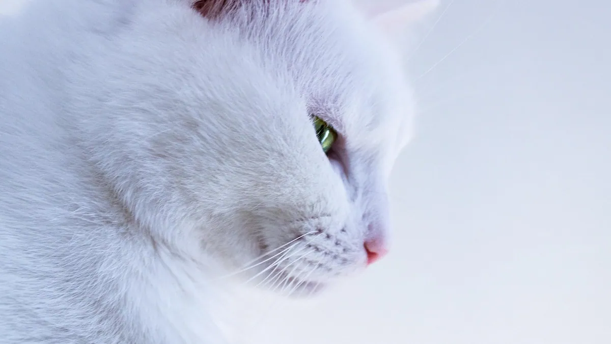 Folliculitis in Cats: Causes, Treatment, and Recovery