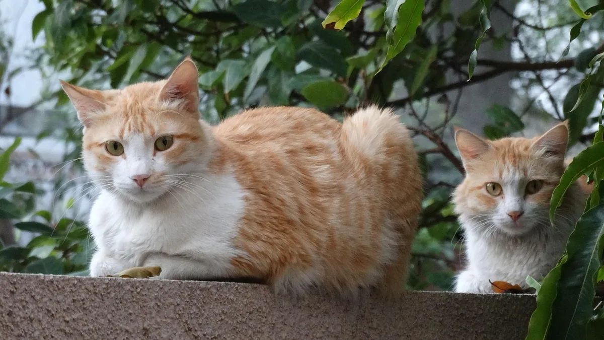 Food Aggression in Cats: Why It Happens and How to Stop It