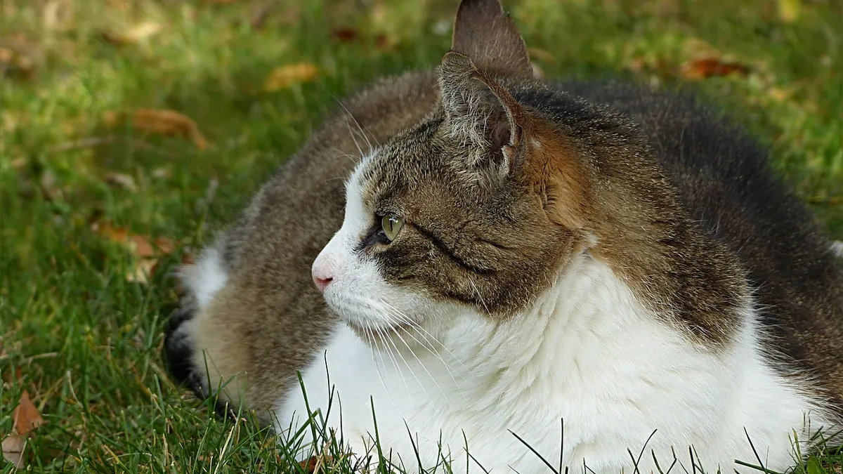 Food Intolerance in Cats: Symptoms and How to Confirm It