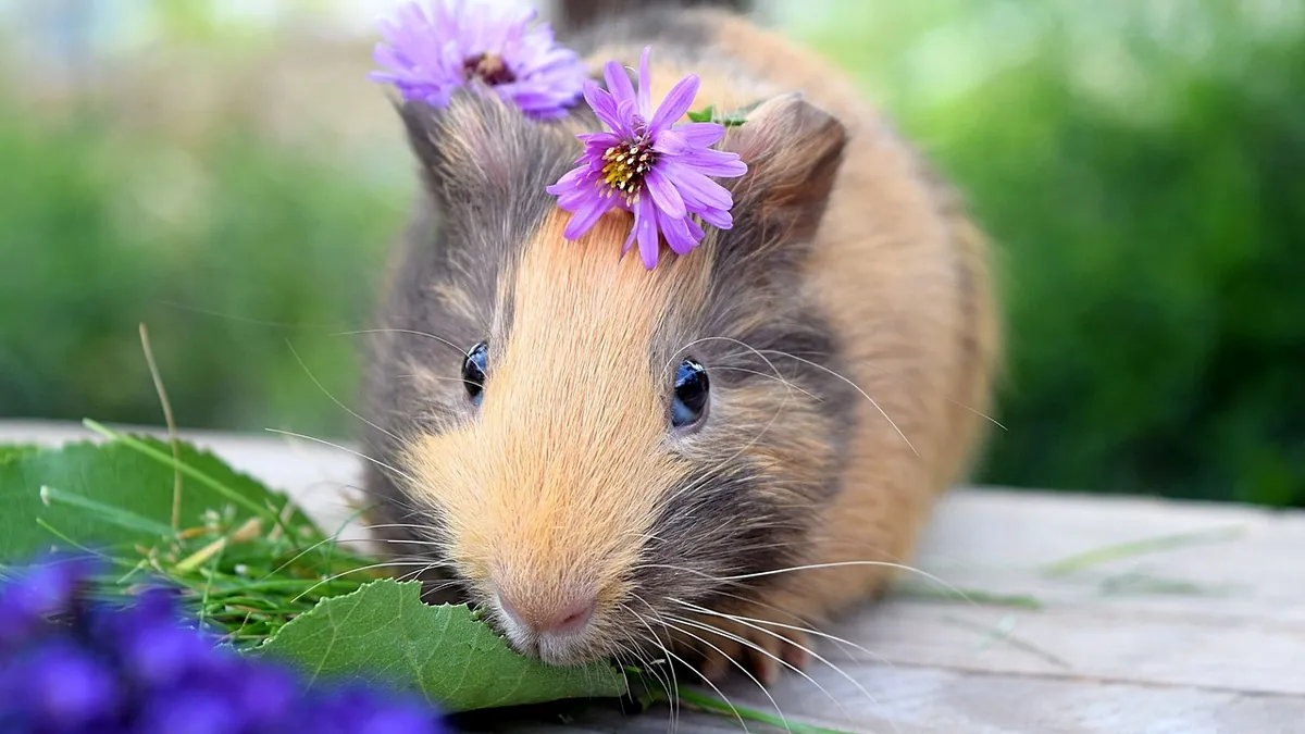 What Foods Are Poisonous to Guinea Pigs? Safety List