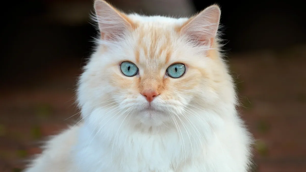 Foreign Body in a Cat: What X-Rays Show and Next Steps