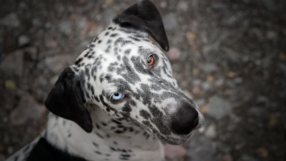 Foreign Body in a Dog's Eye: Signs and Safe Removal