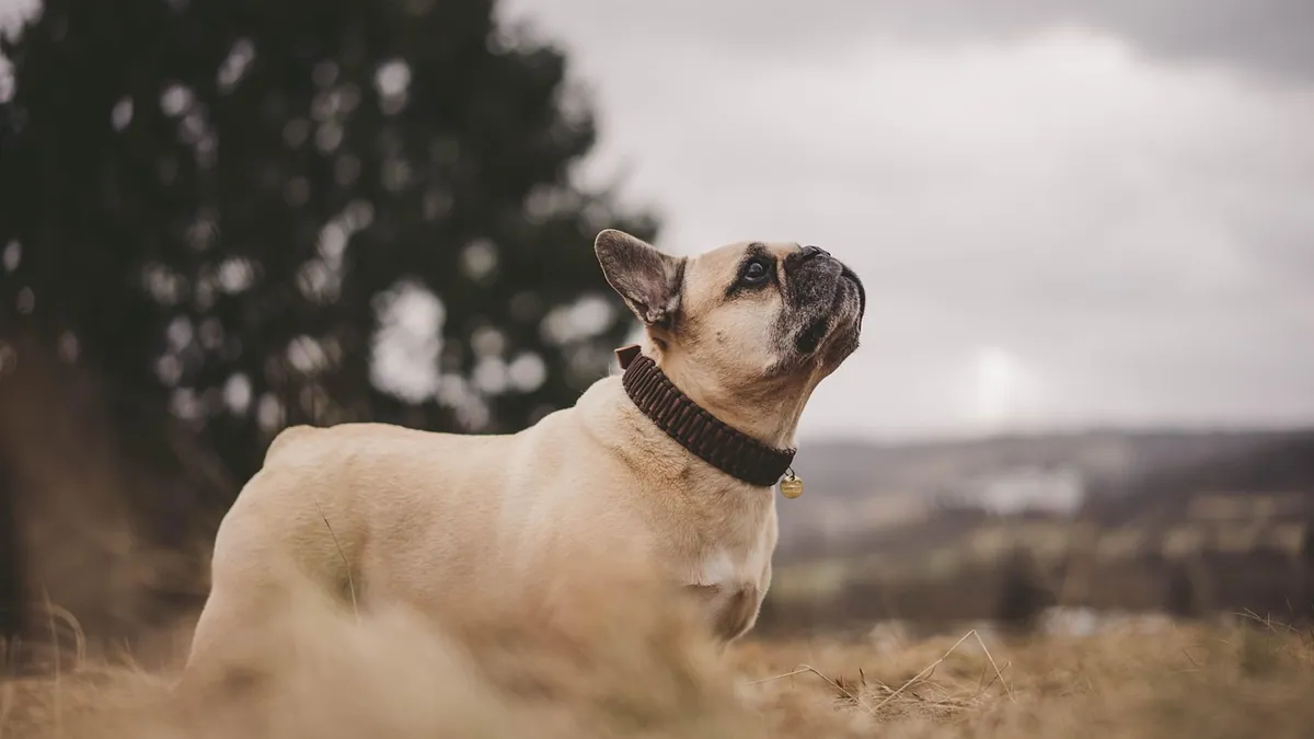 Foreign Body in a Dog's Lungs: Symptoms and Outlook