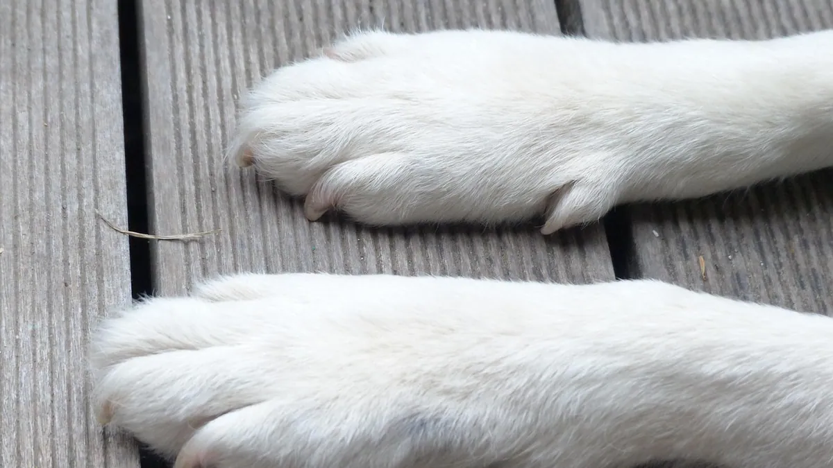Foreign Body in a Dog's Paw or Leg: Signs and Care