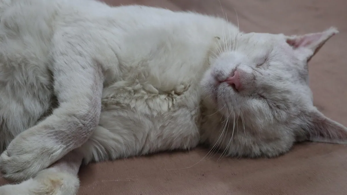 Foreign Body Surgery in Cats: What to Expect