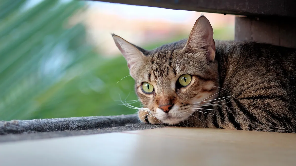 Foreign Object in a Cat's Ear: Signs and Removal