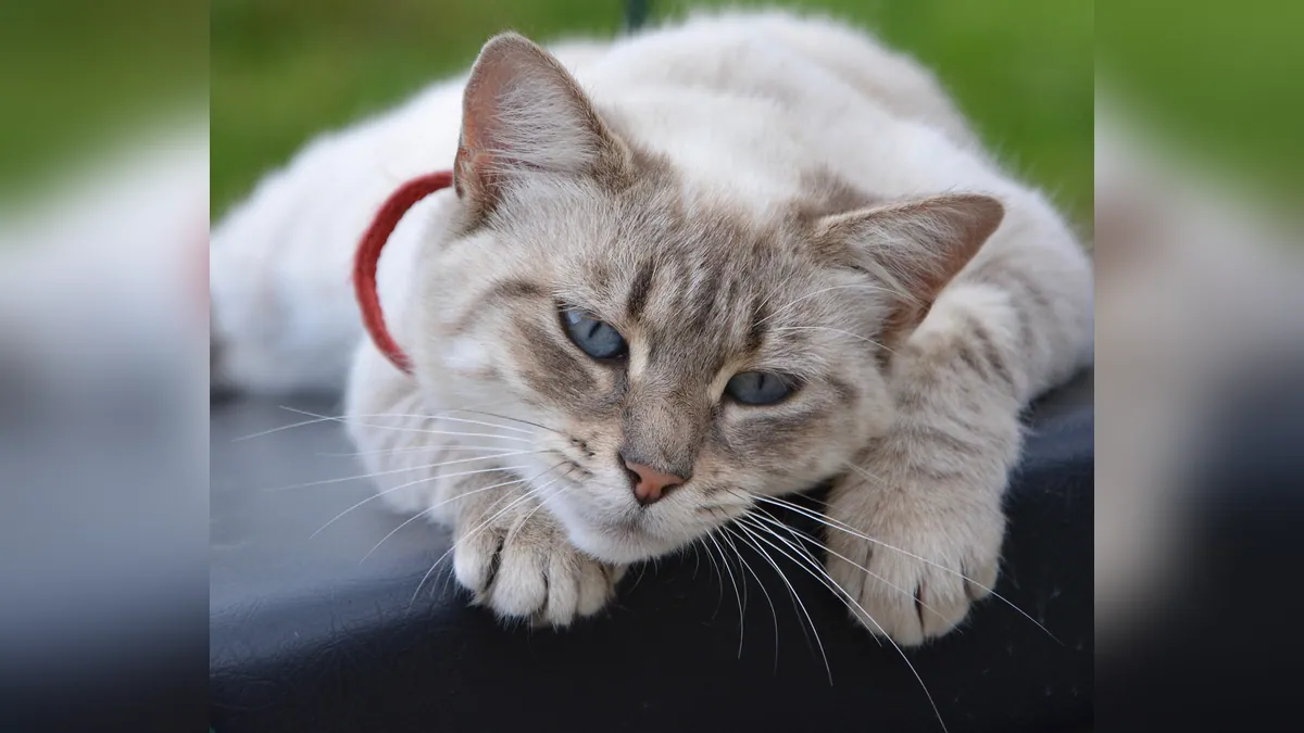 Foreign Object in a Cat's Intestine: Signs and Risks