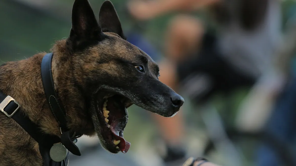 Foreign Objects in a Dog's Ear or Mouth: What to Do