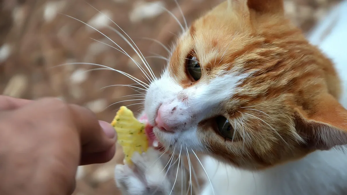 FortiFlora for Cats: Ingredients and How to Use It
