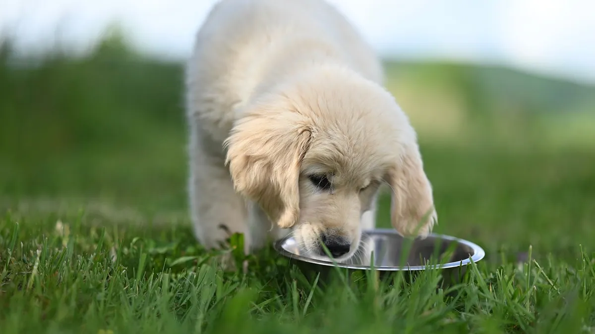 FortiFlora for Dogs: Dosage, Uses and Side Effects
