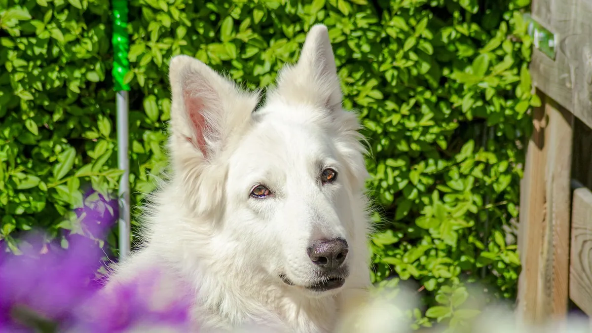 Is Foxglove Dangerous to Dogs? Toxicity Signs