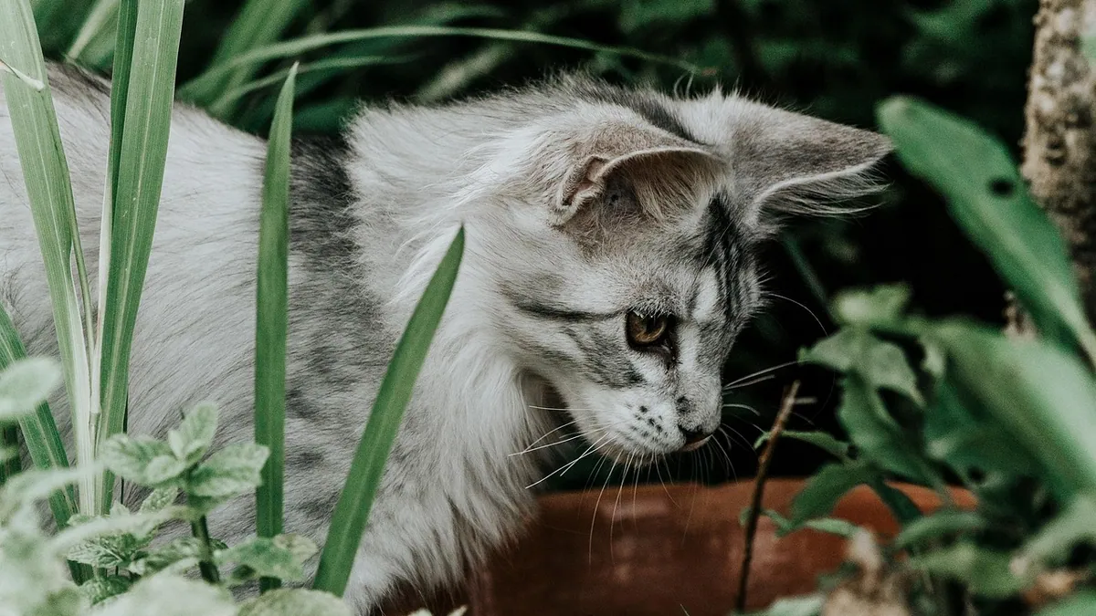 Is Foxglove Poisonous to Cats? Cardiac Toxicity Signs