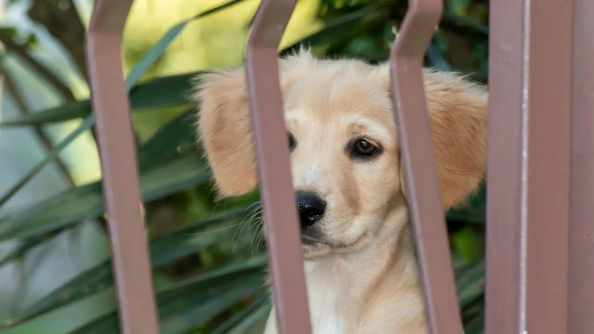 Are Foxtail Ferns Toxic to Dogs? Safety Facts