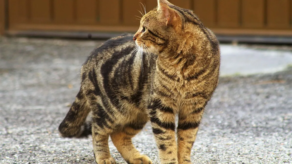 Frontline for Cats: Active Ingredients Explained