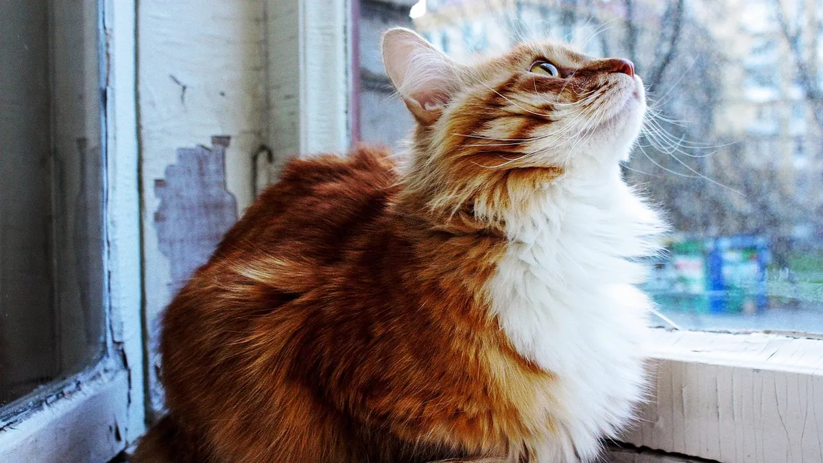 Frontline for Cats: Dosage, Application, and Safety