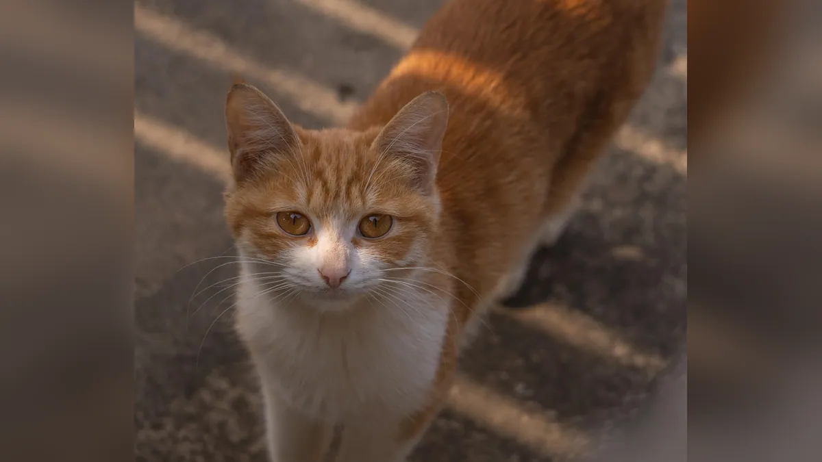 Frontline for Cats Side Effects: What to Watch For