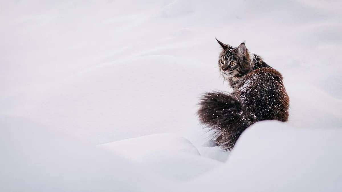 Frostbite in Cats: Signs, Ears, Paws, and Care
