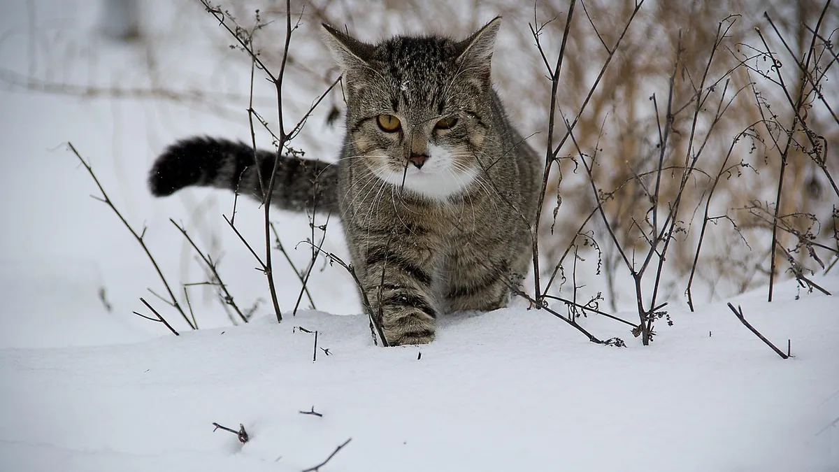 Frostbite in Feral and Outdoor Cats: What to Do