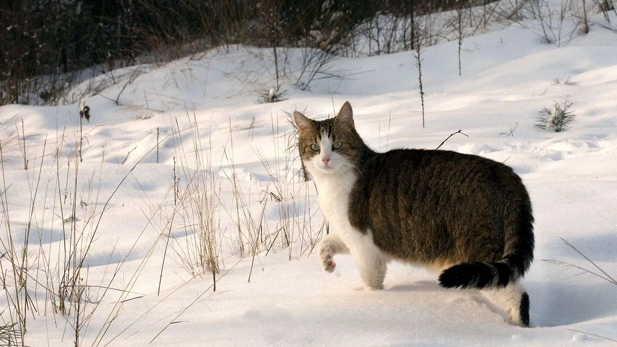 Frostbite in Cats: Signs, First Aid, and When to Vet