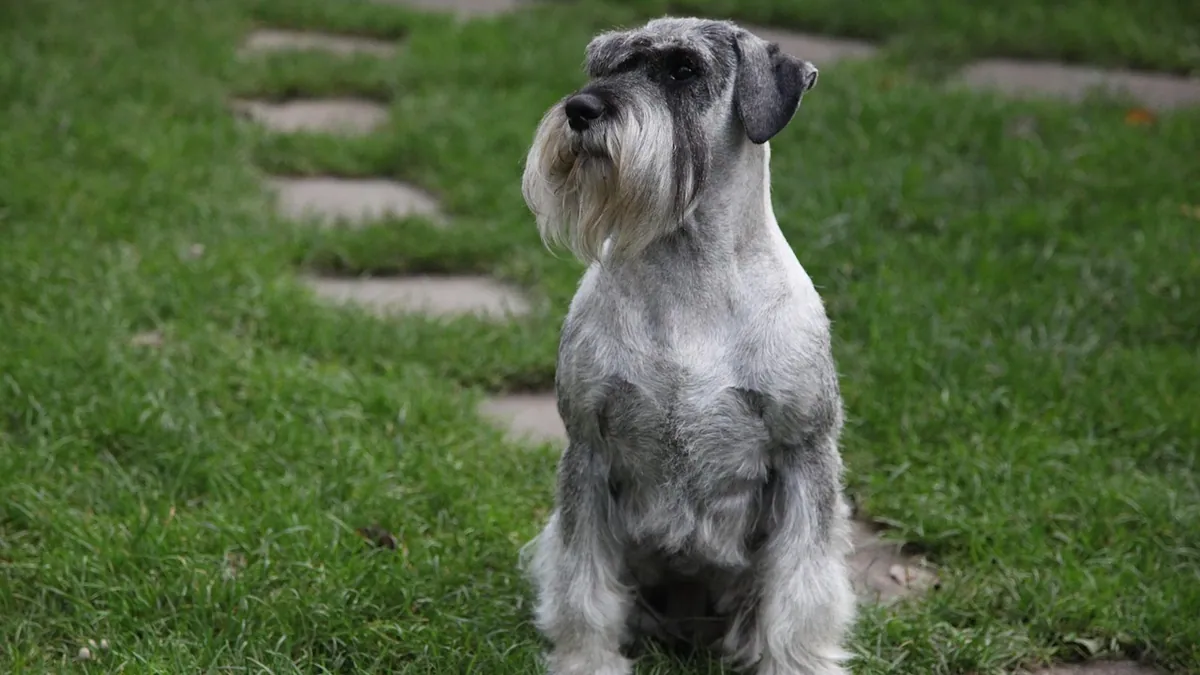 Fungal Acne in Dogs: Causes, Signs and Treatment