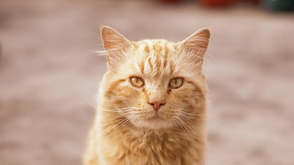 Fungal Skin Infections in Cats: Signs and Treatment