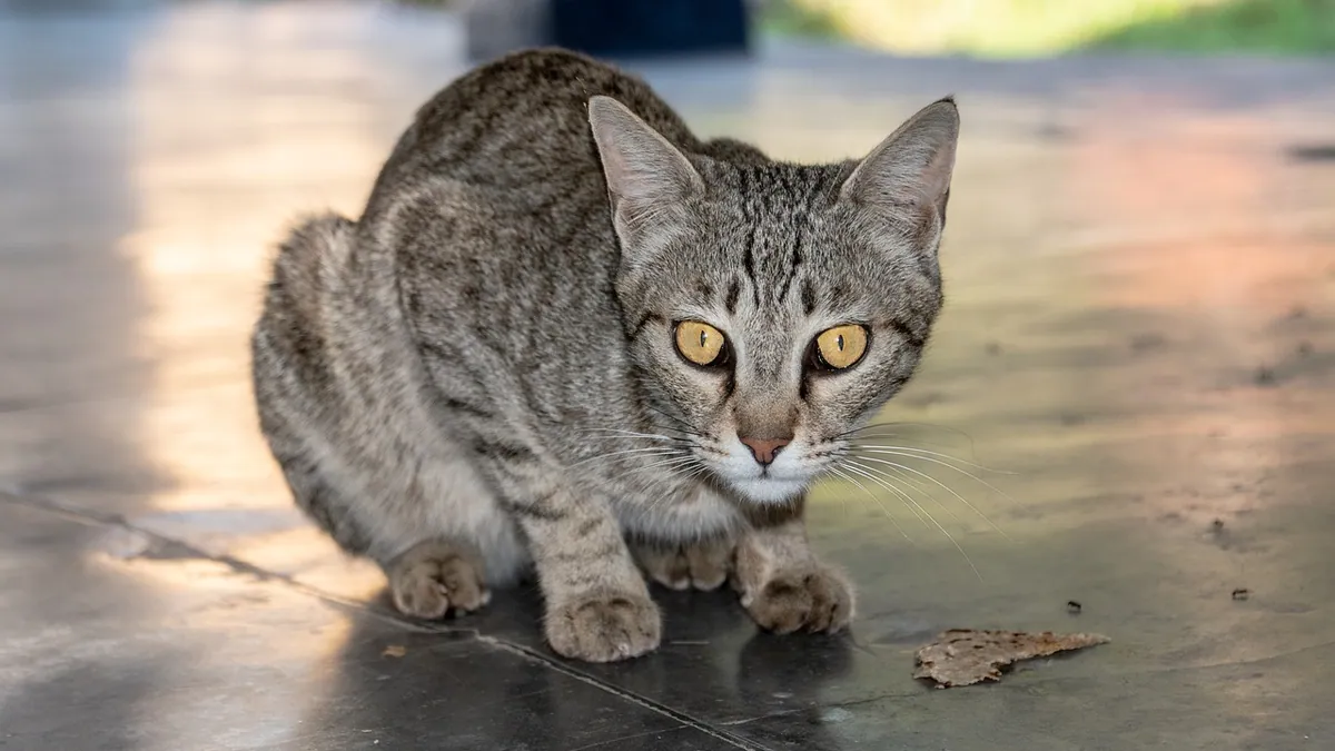 Furosemide for Cats: Side Effects and Monitoring