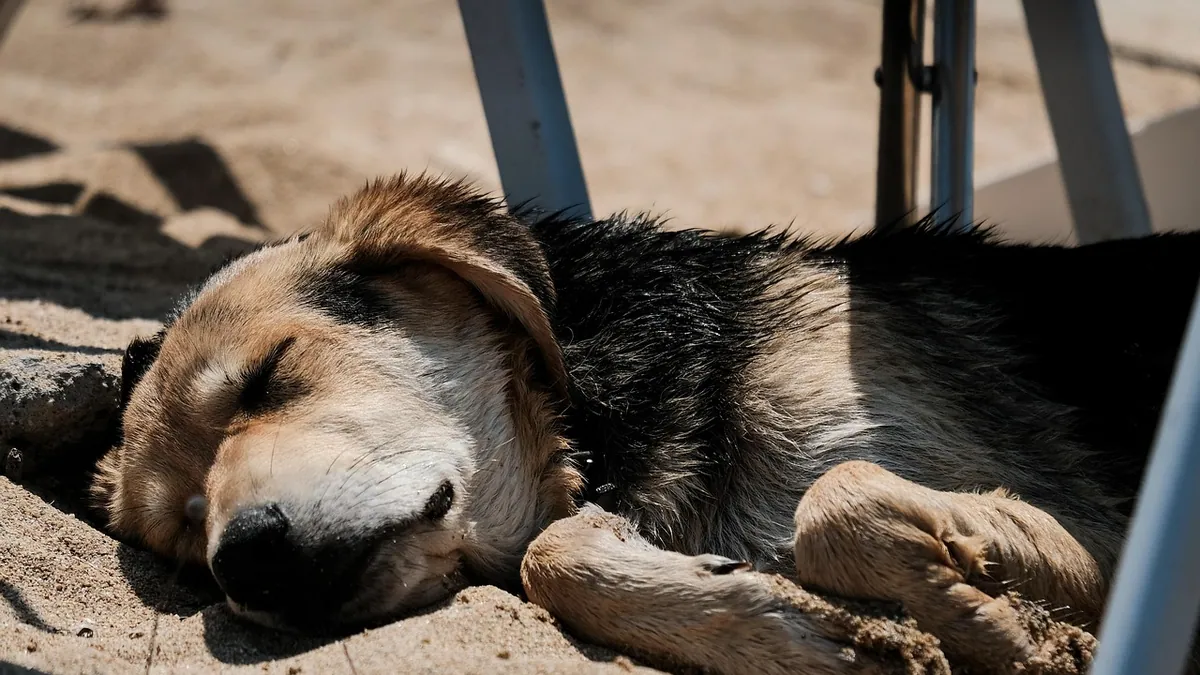 Gabapentin and Trazodone Overdose in Dogs: What to Do