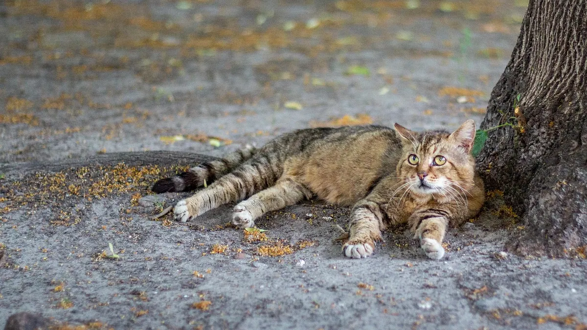 Galliprant for Cats: Safety and Dosing Questions
