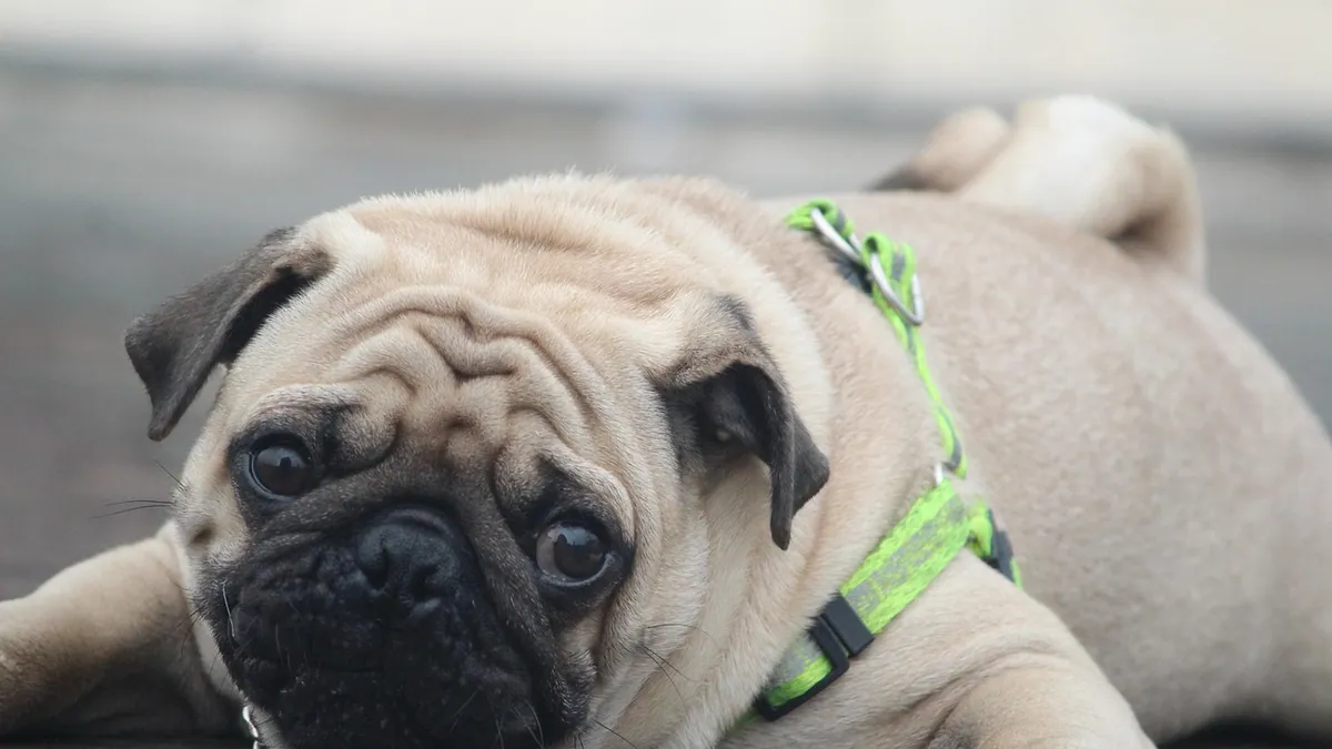 Is Gas-X Safe for Dogs? Simethicone Dosing and Risks