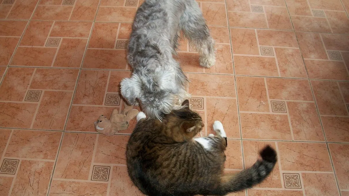 Gastroenteritis in Cats and Dogs: Causes and Care
