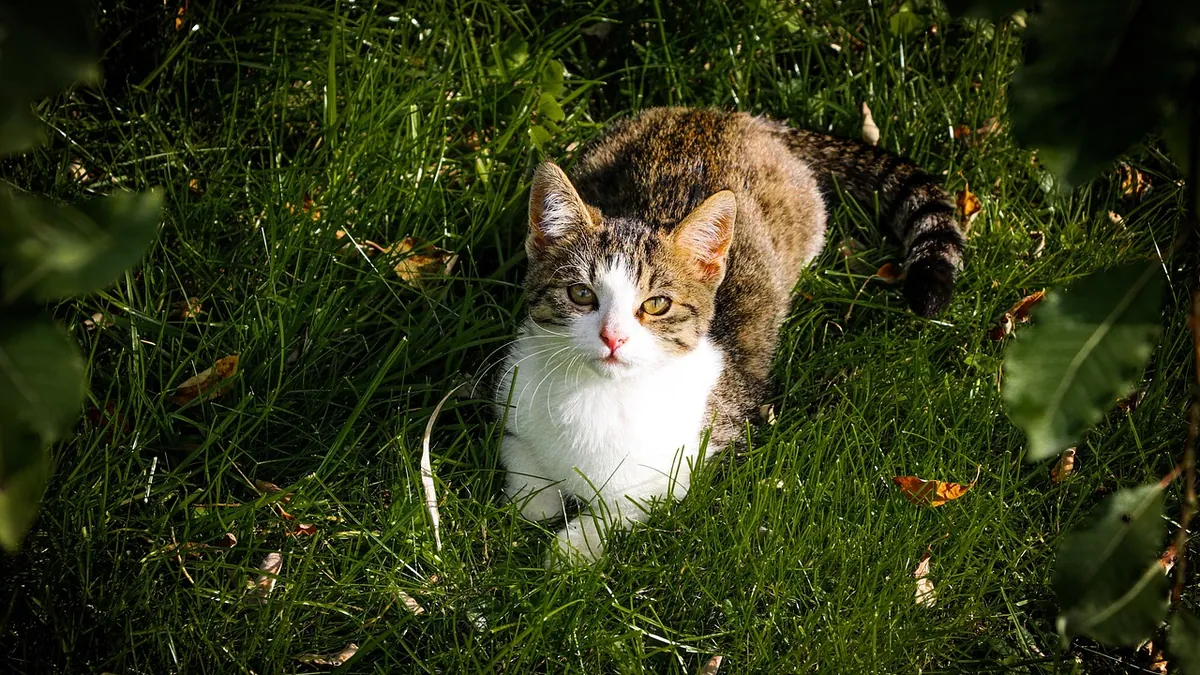 Gastroenteritis in Cats: Causes and Diet Choices