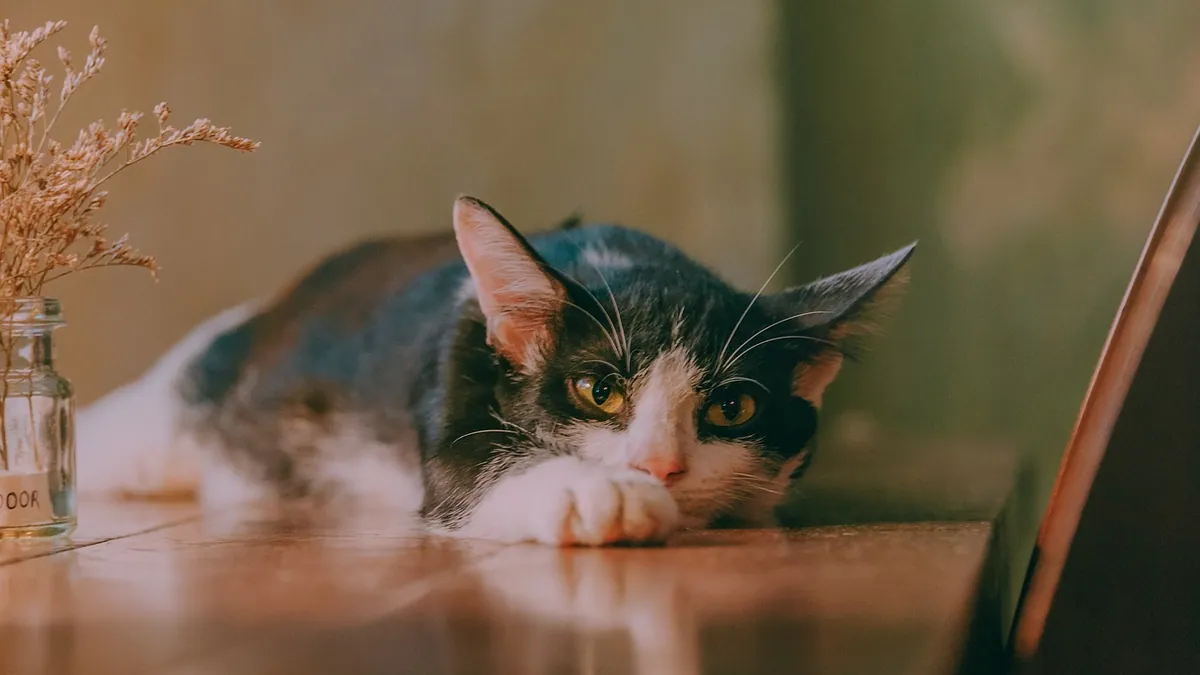 How Long Does Gastroenteritis Last in Cats?