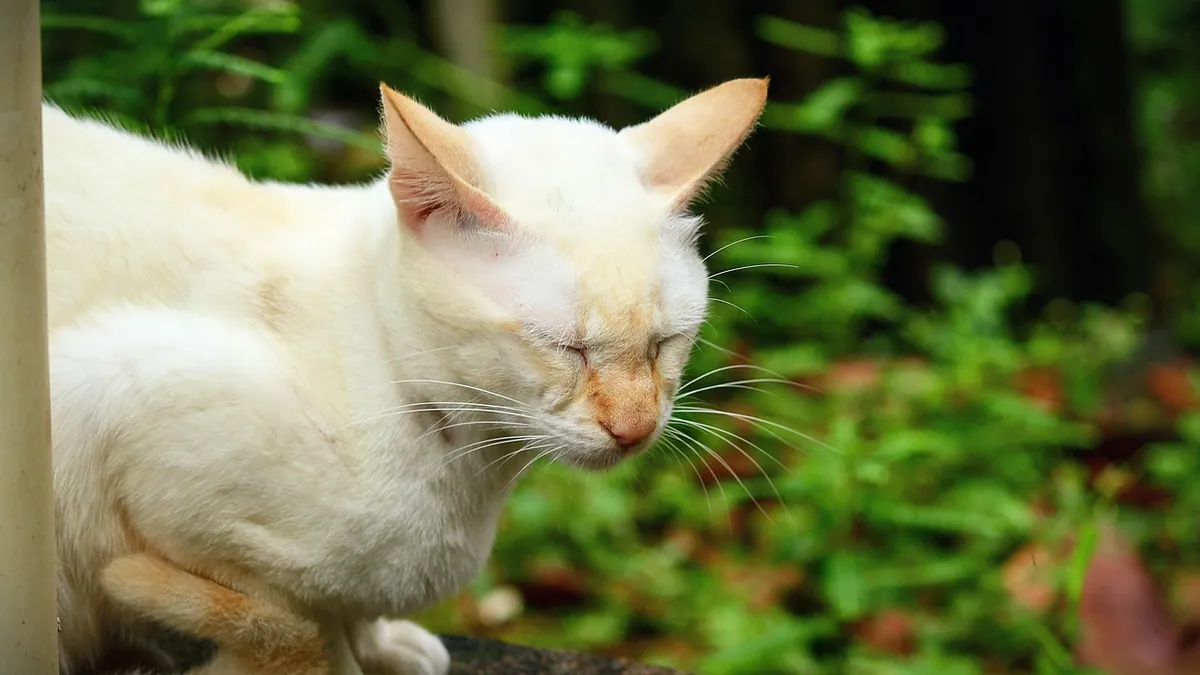 Gastroenteritis in Cats Without Diarrhea