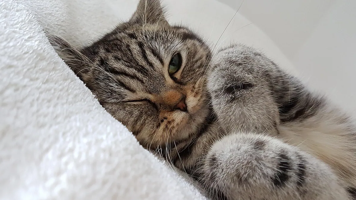 Gentamicin for Cats: Dose, Duration, and Safe Use
