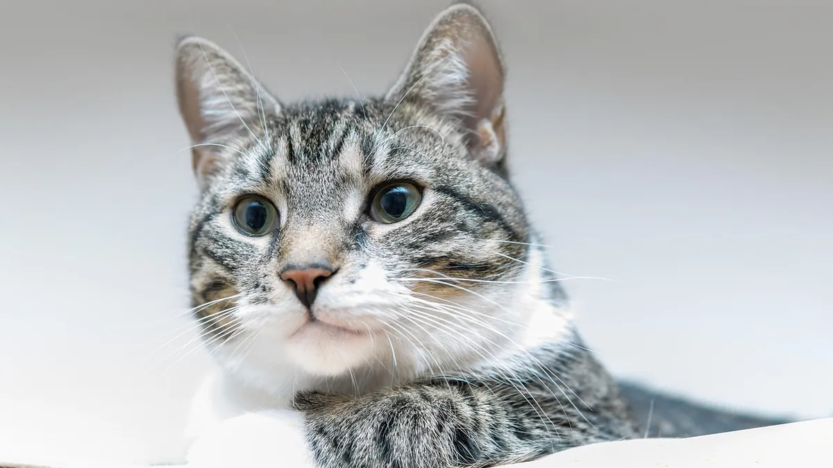 Gentamicin for Cats: Side Effects and Safe Use