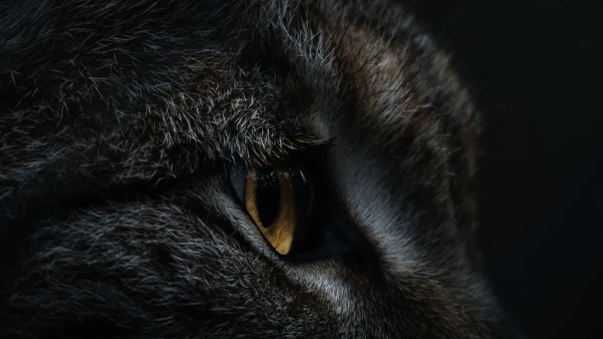 Gentamicin Sulfate for Cats' Eyes: Safe Use and Risks