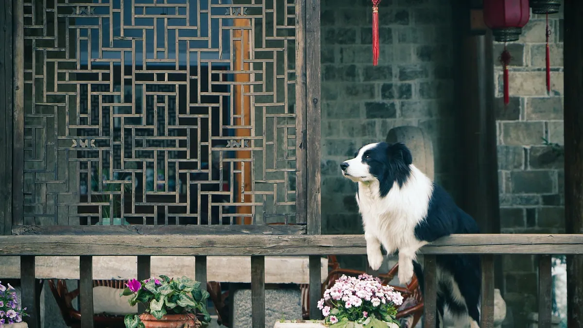 Is Geranium Toxic to Dogs? Leaves and Oil Risks