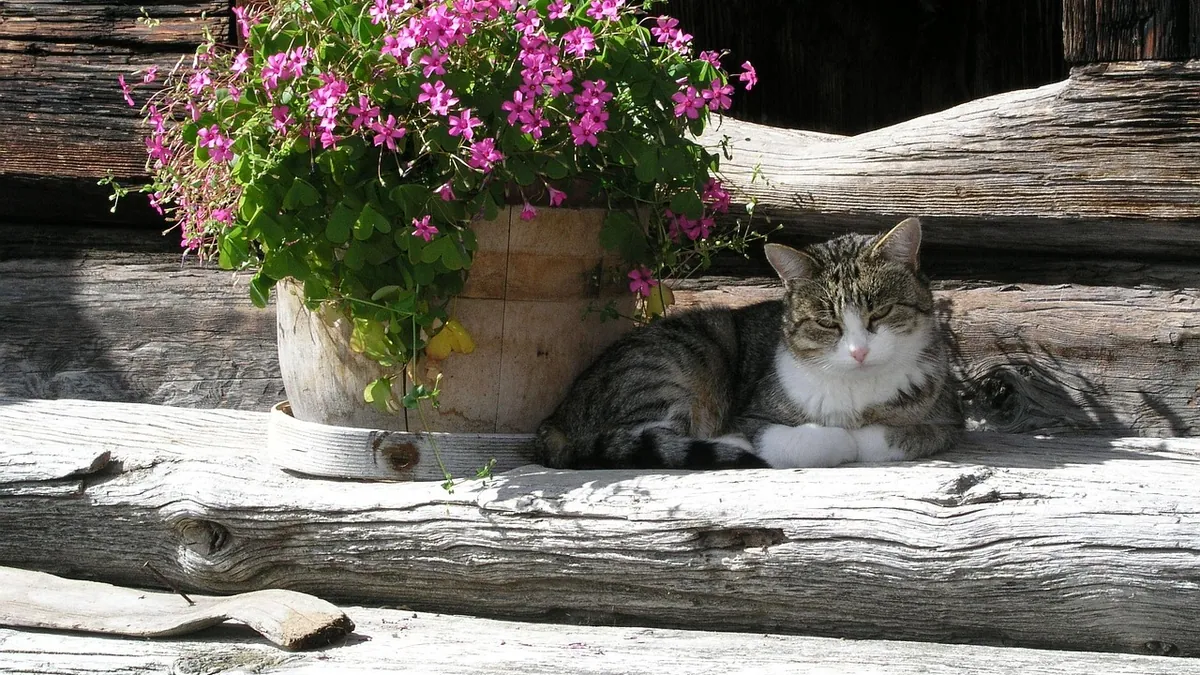 Are Geraniums Toxic to Cats? Rose, Scented, and Wild Types