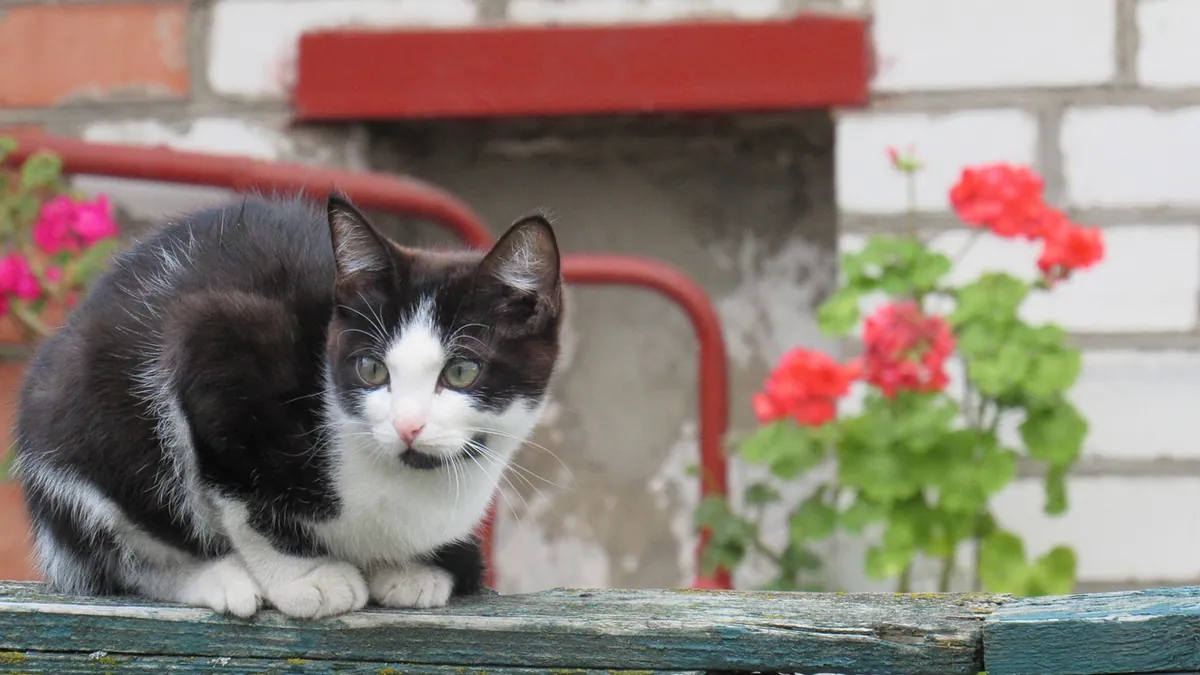 Are Geraniums Toxic to Cats?