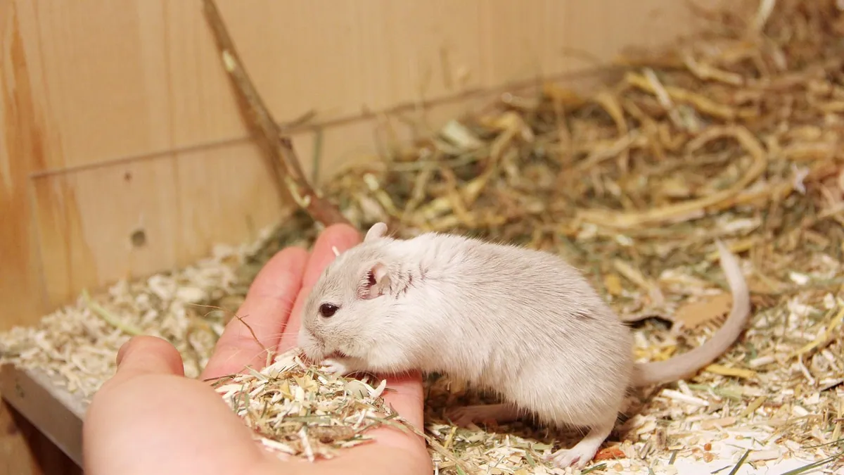 Why Is My Gerbil Biting Me? Biting vs Nibbling Explained