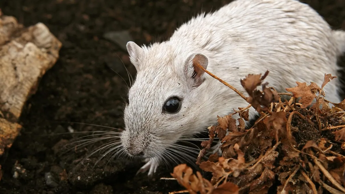 Do Gerbils Get Along With Hamsters, Rats, or Mice?