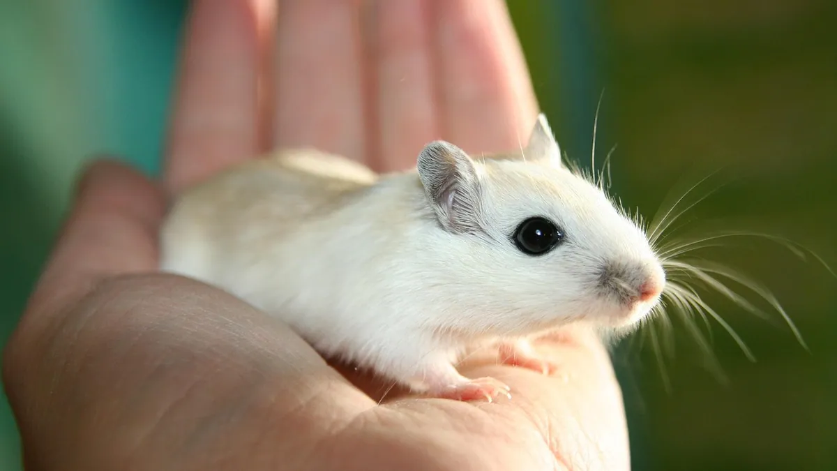 How to Tell If Your Gerbil Is Male or Female