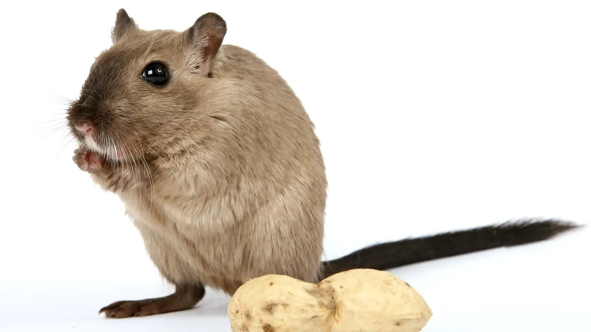 Why Is My Gerbil Not Eating? Causes and Next Steps