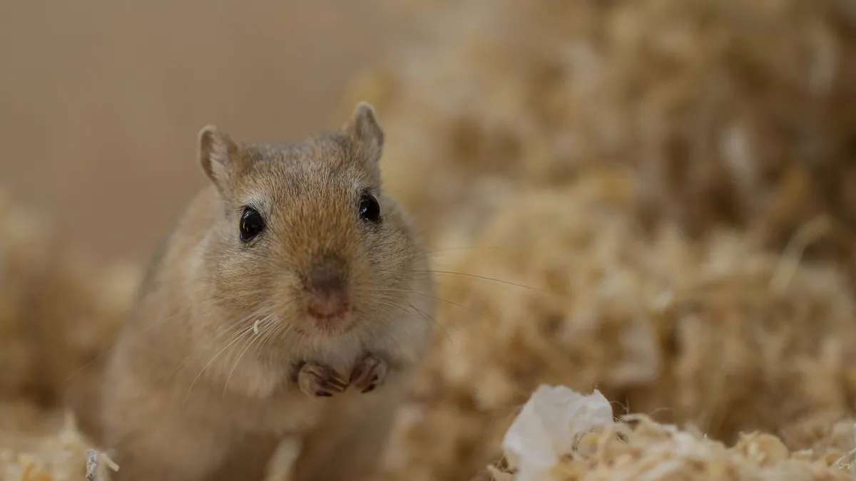 Why Is My Gerbil Shaking? Causes and What to Do