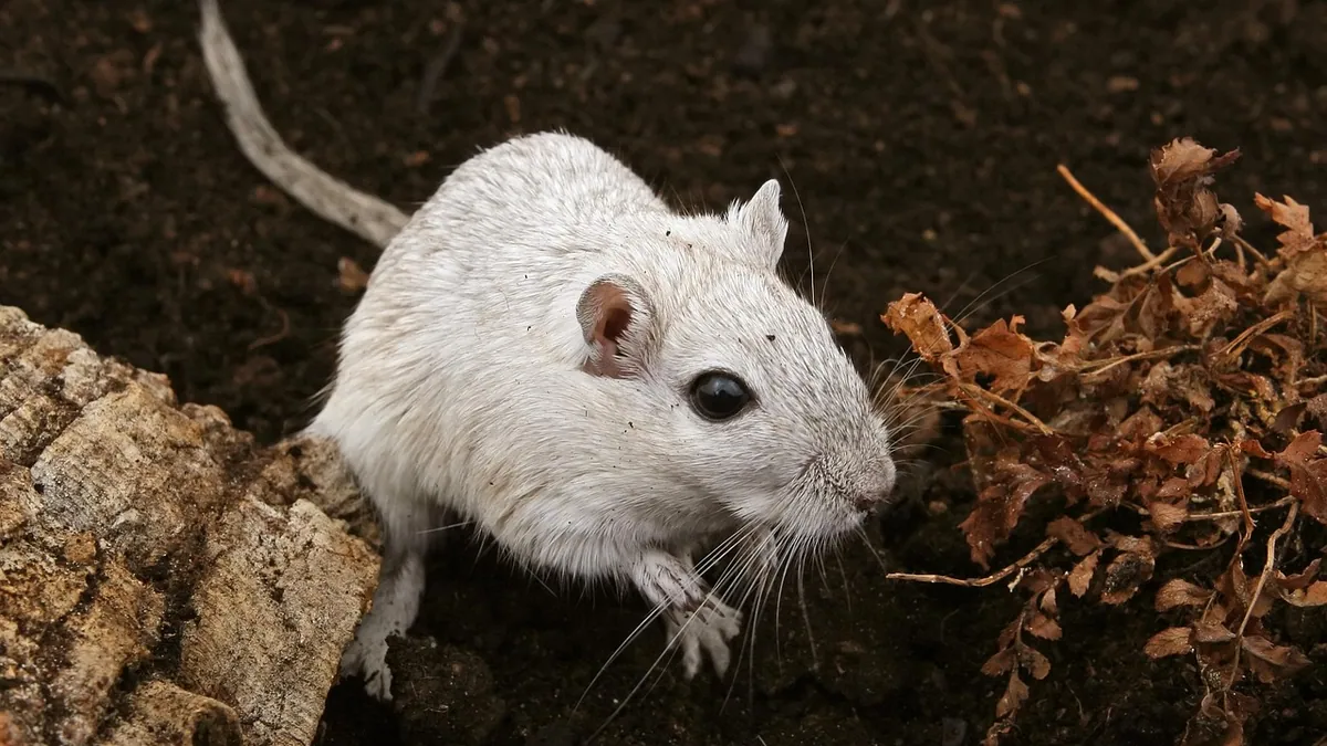 Do Gerbil Tails Fall Off? Tail Loss and Injury Explained